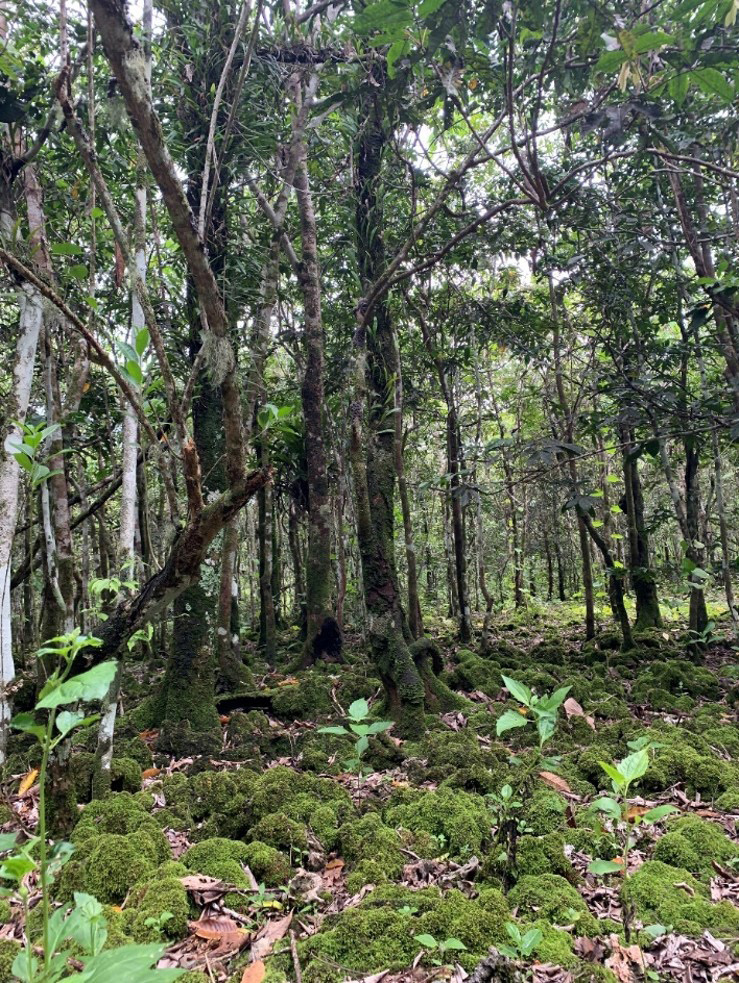 Figure - Limestone Degraded Forest with Native Trees.jpg